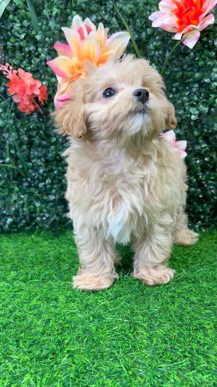 Female Maltipoo puppy named Goldie for sale at Puppy Dreams - Wichita West. video thumbnail