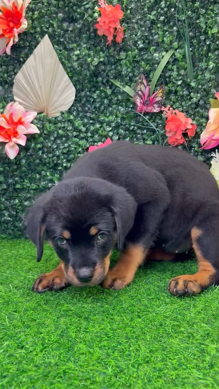 Female Rottweiler puppy named Harley for sale at Puppy Dreams - Wichita West. video thumbnail