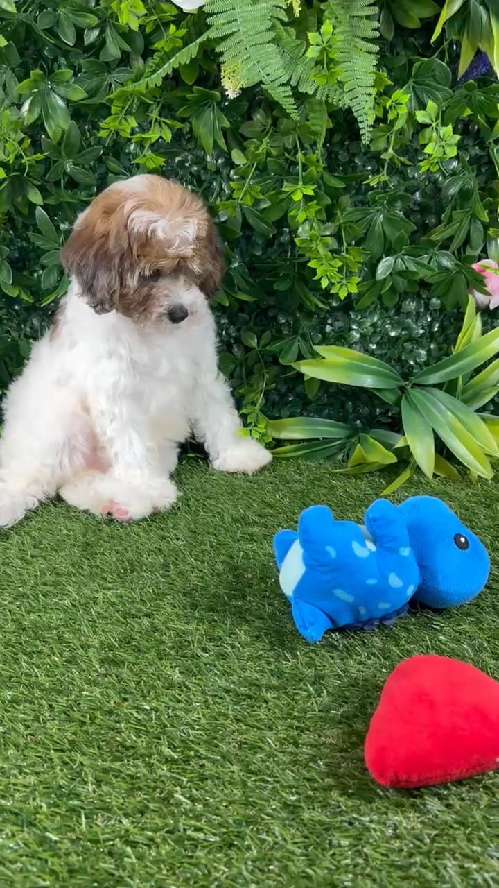 Female Cockapoo puppy named Sadie for sale at Puppy Dreams - Katy. video thumbnail