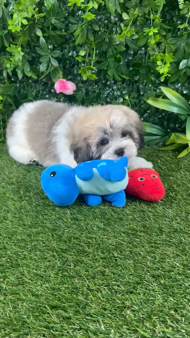 Male Teddy Bear puppy named Dex for sale at Puppy Dreams - Katy. video thumbnail