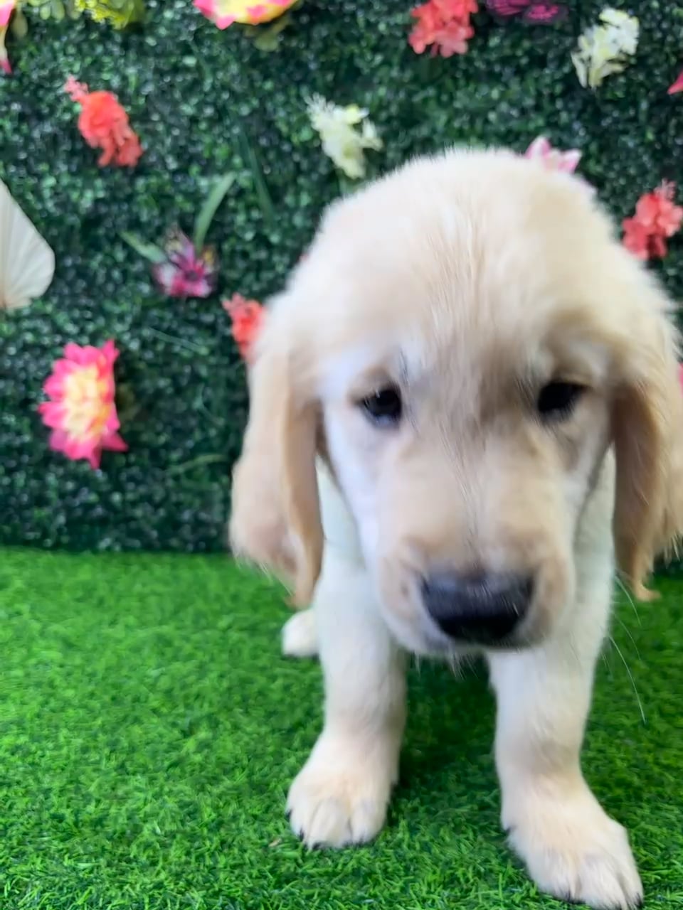 Male Golden Retriever puppy named Trevor for sale at Puppy Dreams - Wichita West. video thumbnail