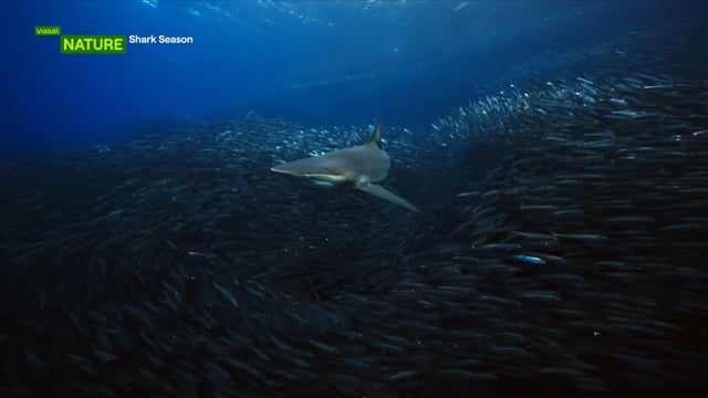 Shark Season