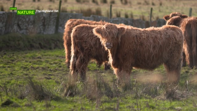 Highland Vet
