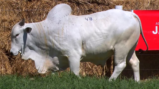 Lote 48