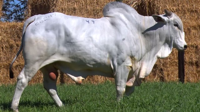 Lote 49