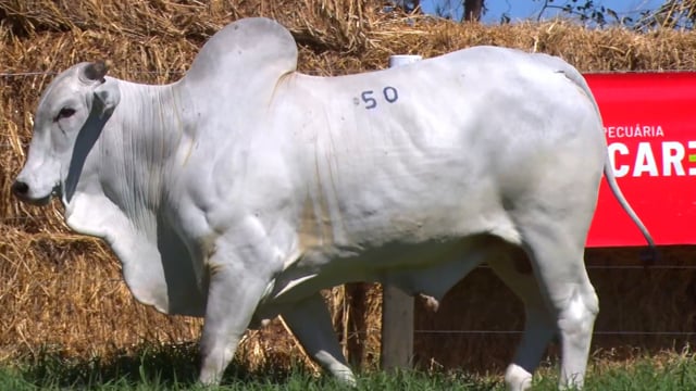 Lote 50