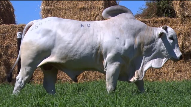 Lote 60