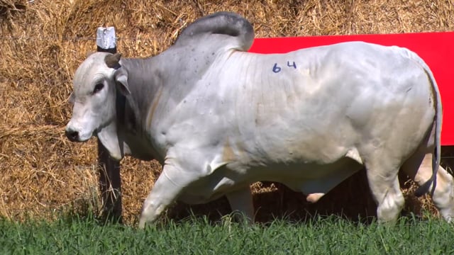 Lote 64