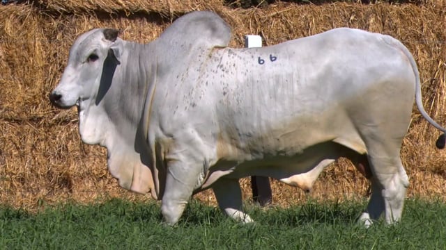 Lote 66