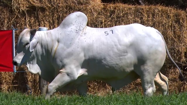 Lote 57