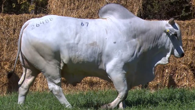 Lote 67