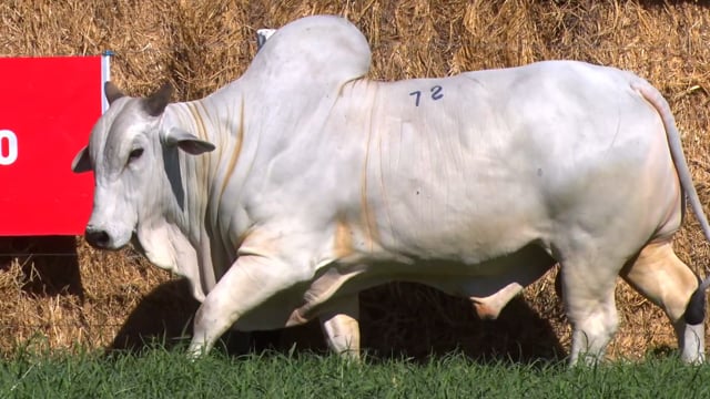 Lote 72