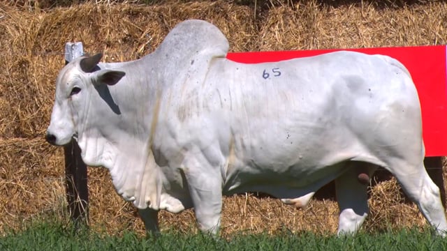 Lote 65