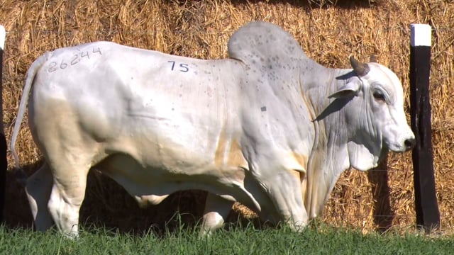 Lote 75