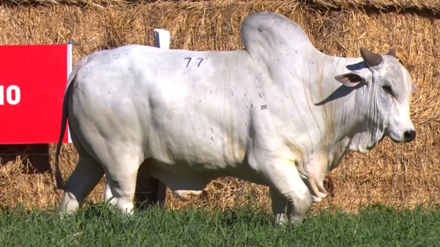 Lote 77