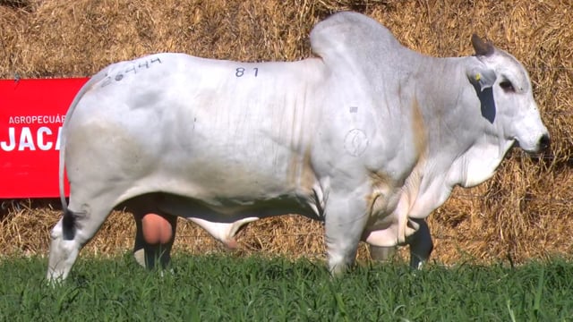 Lote 81