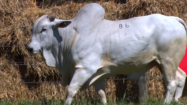 Lote 86