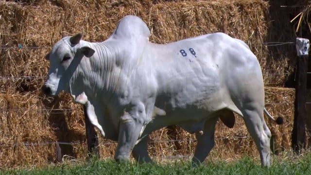 Lote 88