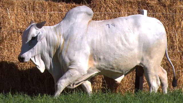 Lote 79