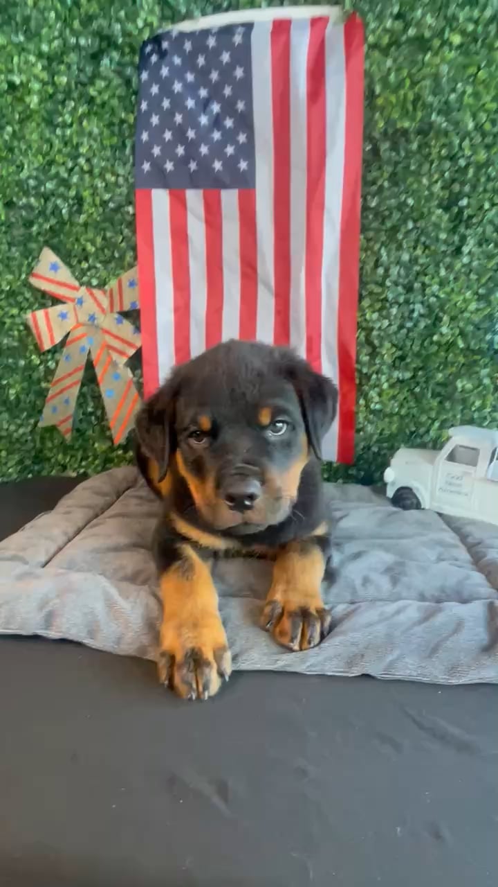 Male Rottweiler puppy named O'Reilley for sale at Puppy Dreams - West Little Rock. video thumbnail