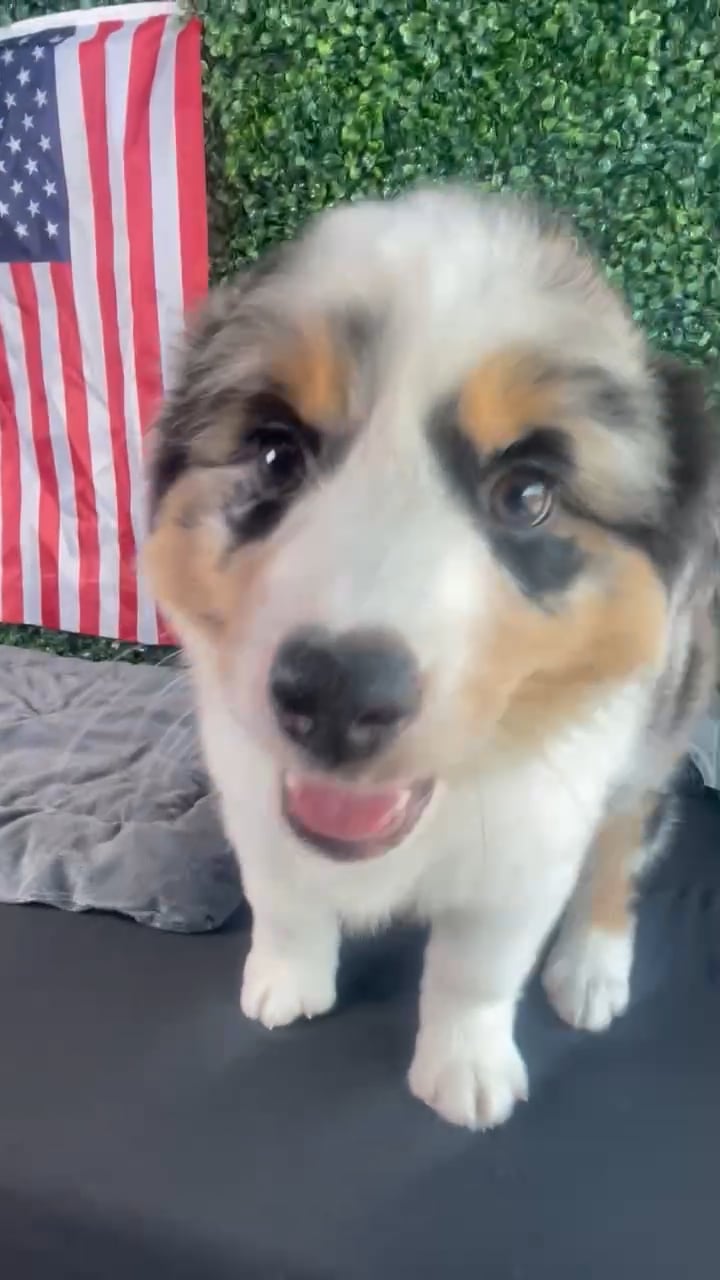 Female Mini Aussie puppy named Jessie for sale at Puppy Dreams - West Little Rock. video thumbnail