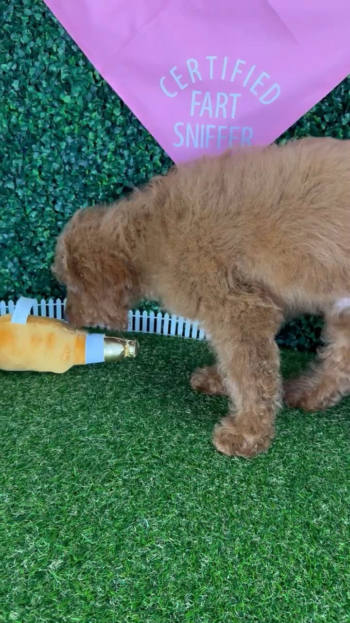 Male Goldendoodle puppy named Richard for sale at Puppy Dreams - Missouri City. video thumbnail