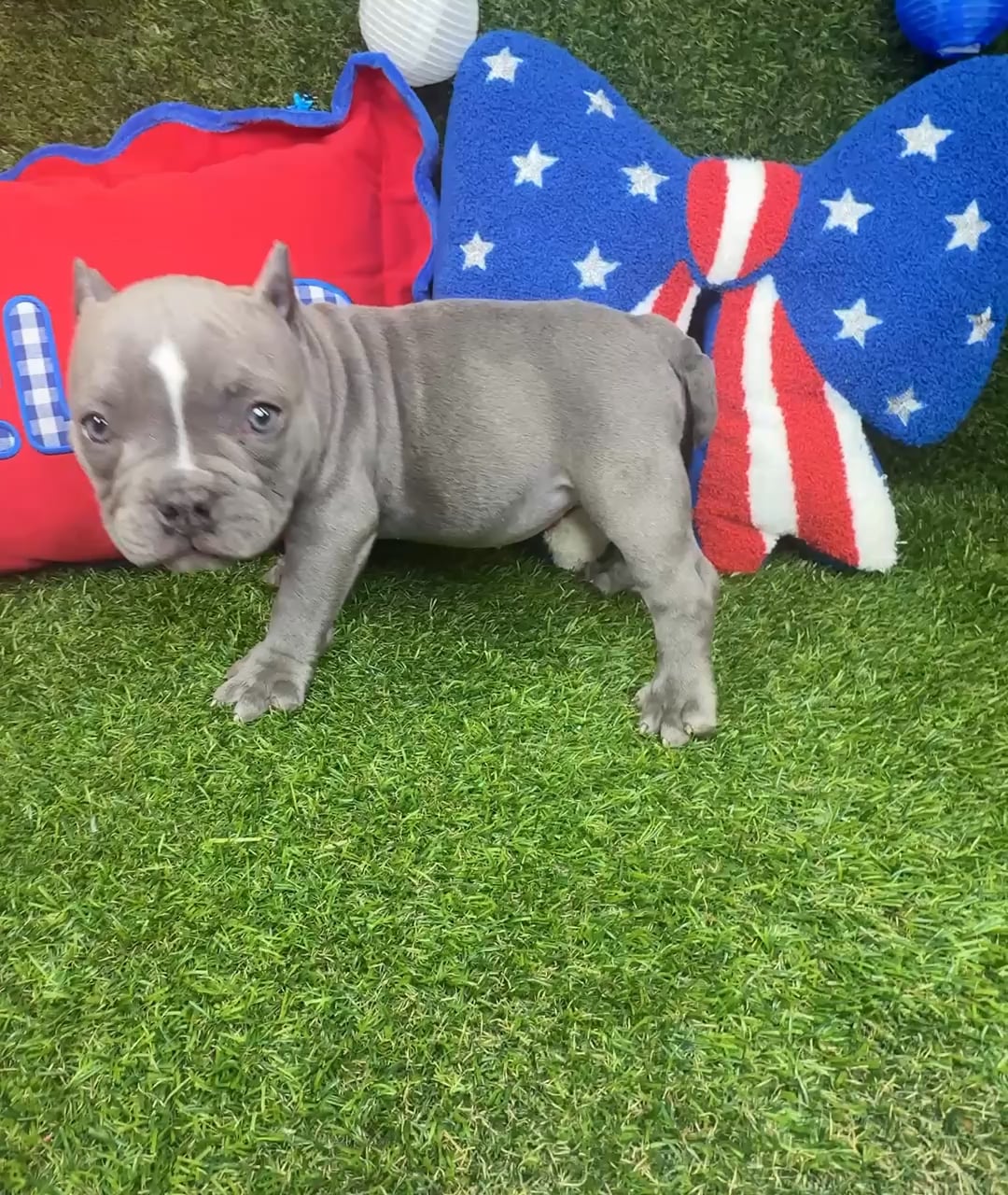 Female American Bully puppy named Elsa for sale at Puppy Dreams - Arlington. video thumbnail