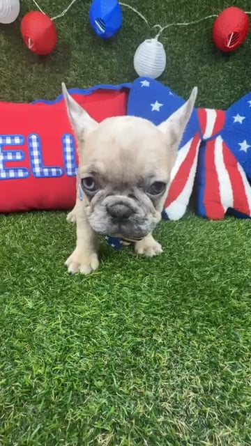 Male French Bulldog puppy named Pongo for sale at Puppy Dreams - Arlington. video thumbnail