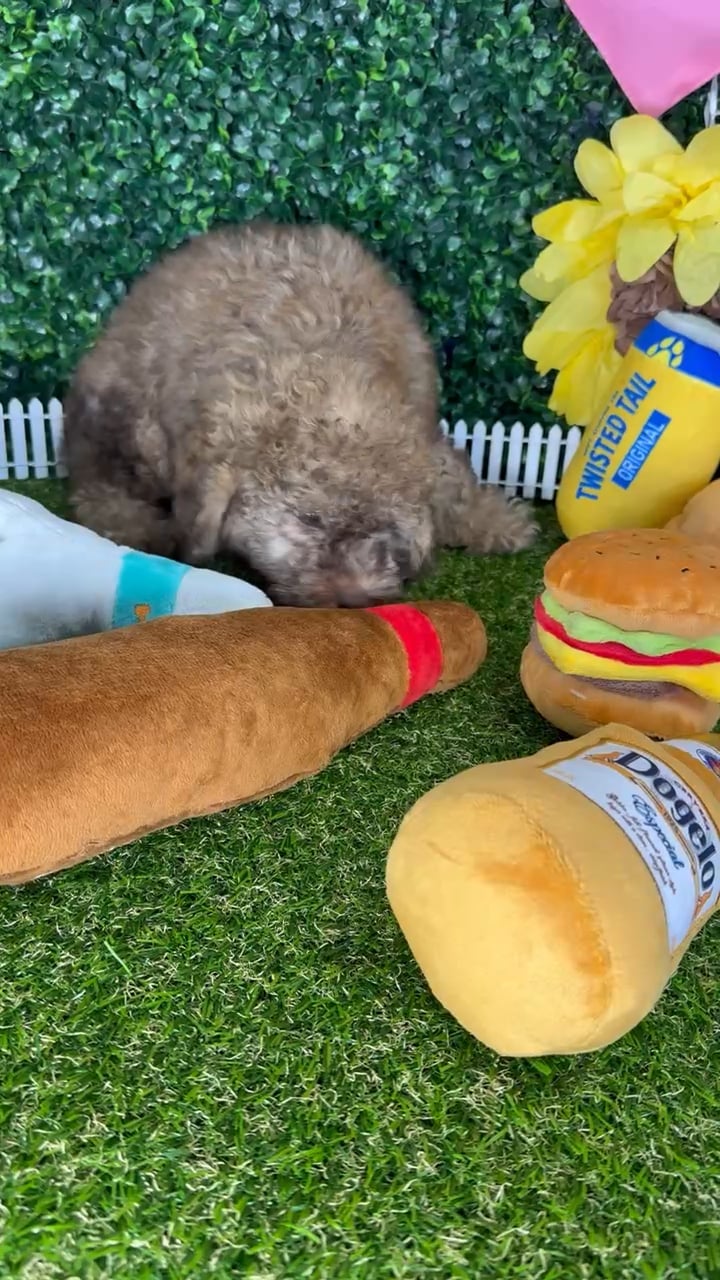 Female Cockapoo puppy named Paloma for sale at Puppy Dreams - Missouri City. video thumbnail