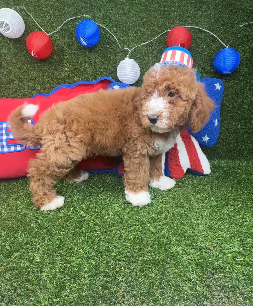 Male Mini Goldendoodle puppy named Ollie for sale at Puppy Dreams - Arlington. video thumbnail