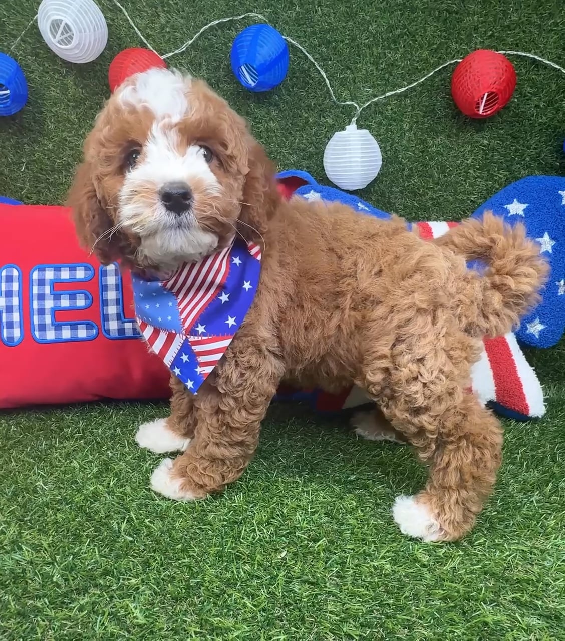 Male Mini Goldendoodle puppy named Alfie for sale at Puppy Dreams - Arlington. video thumbnail
