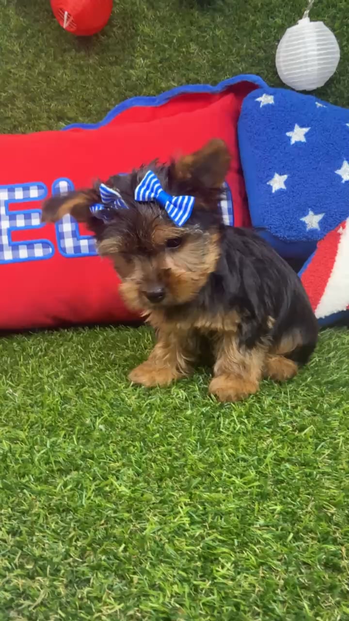 Female Yorkie puppy named Sweet Pea for sale at Puppy Dreams - Arlington. video thumbnail