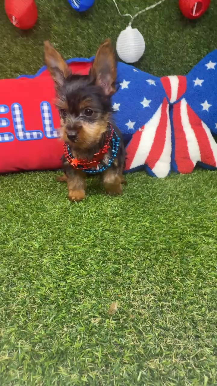 Male Yorkie puppy named Slider for sale at Puppy Dreams - Arlington. video thumbnail