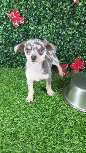 Female Chihuahua puppy named *Churro* for sale at Puppy Dreams - Mansfield. video thumbnail