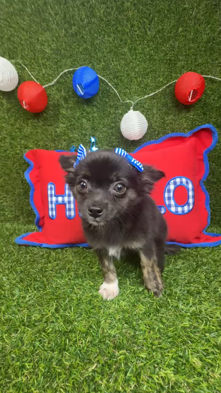 Female Chihuahua puppy named Little Bit for sale at Puppy Dreams - Arlington. video thumbnail