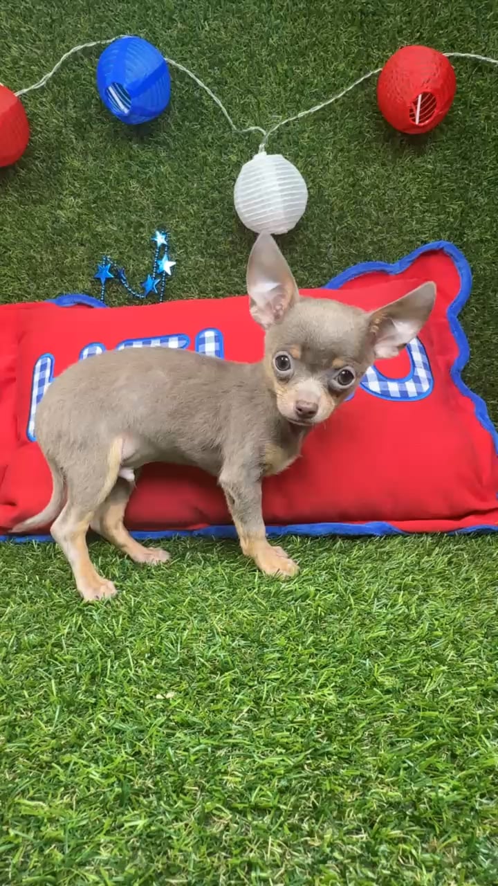 Male Chihuahua puppy named Ziggy for sale at Puppy Dreams - Arlington. video thumbnail
