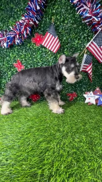 Female Mini Schnauzer puppy named *Toffee* for sale at Puppy Dreams - Mansfield. video thumbnail