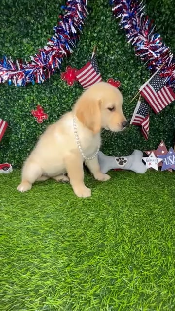 Female Golden Retriever puppy named *Honey* for sale at Puppy Dreams - Mansfield. video thumbnail