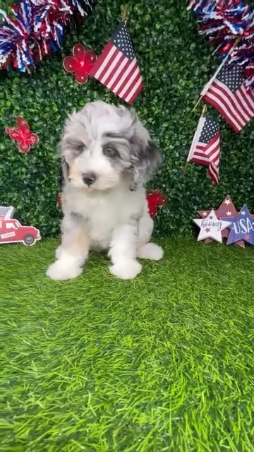 Female Cockapoo puppy named *Cupcake* for sale at Puppy Dreams - Mansfield. video thumbnail