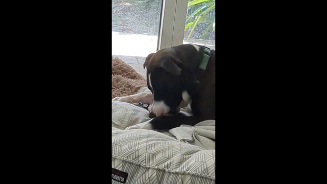 Enlarge Big Buddy, a Adoptable mixed breed in Portland, OR video 4/6
