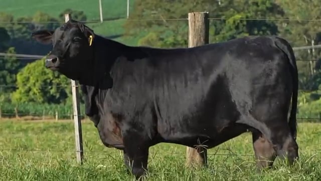 Lote 36