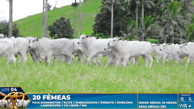 Lote 04