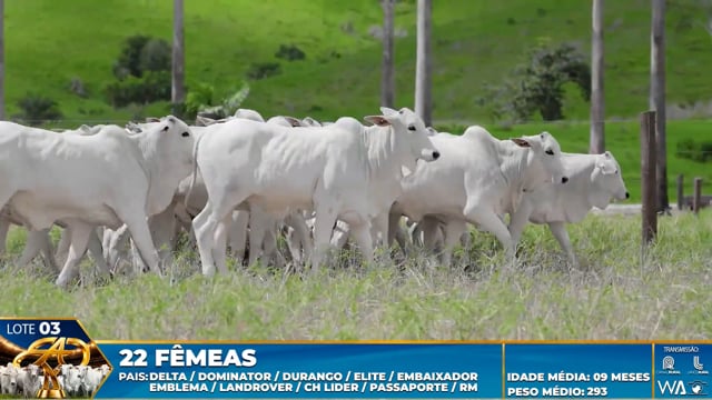Lote 03