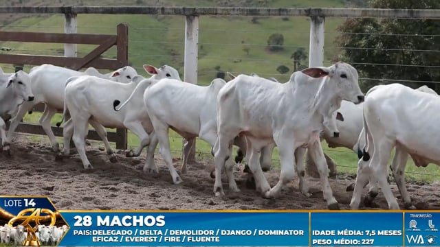 Lote 14