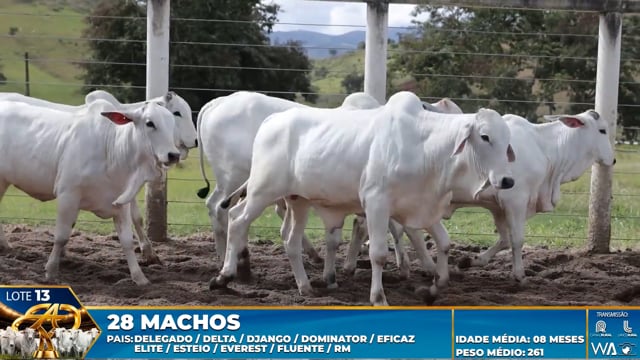 Lote 13