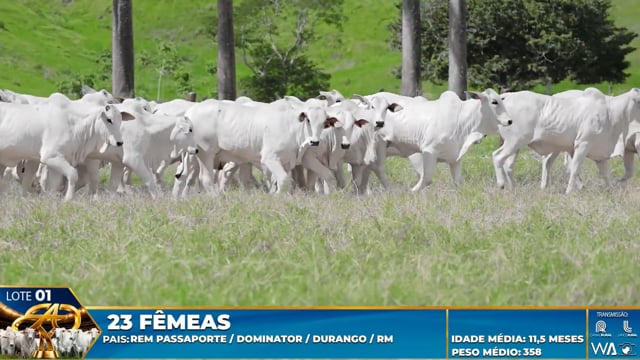 Lote 01