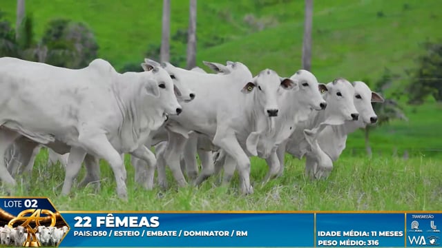 Lote 02