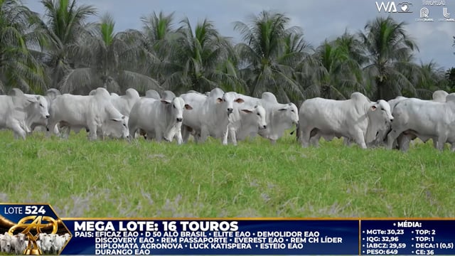 Lote 524