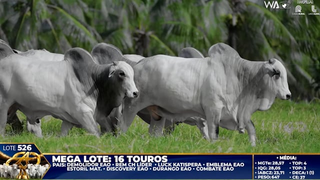 Lote 526