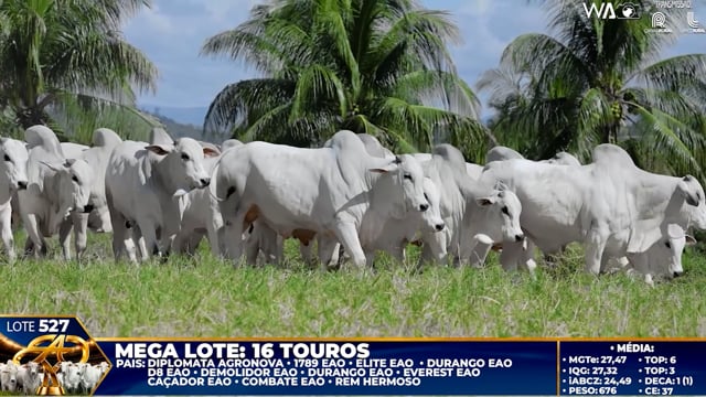 Lote 527